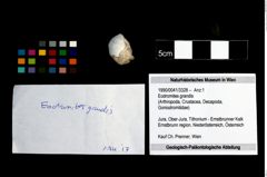 Foto (Objekt + Etikett) von Eodromites grandis  (NHMW-GEO-1990-0041-3328)